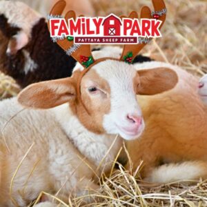 🐑 파타야 양 목장 투어