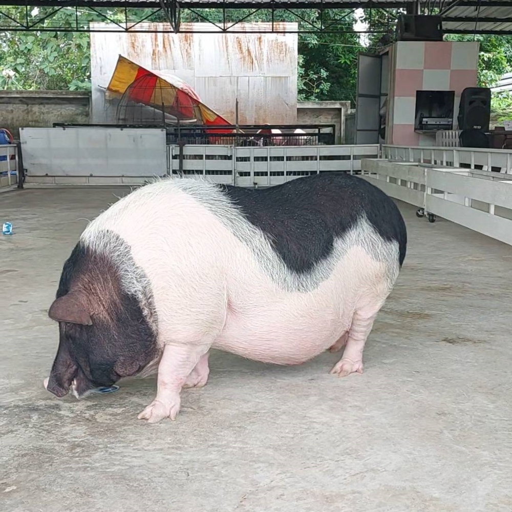 상품 갤러리 이미지 5