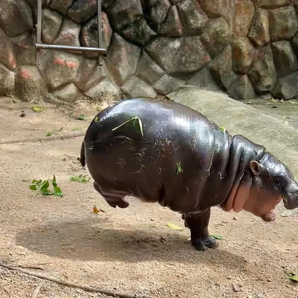 갤러리