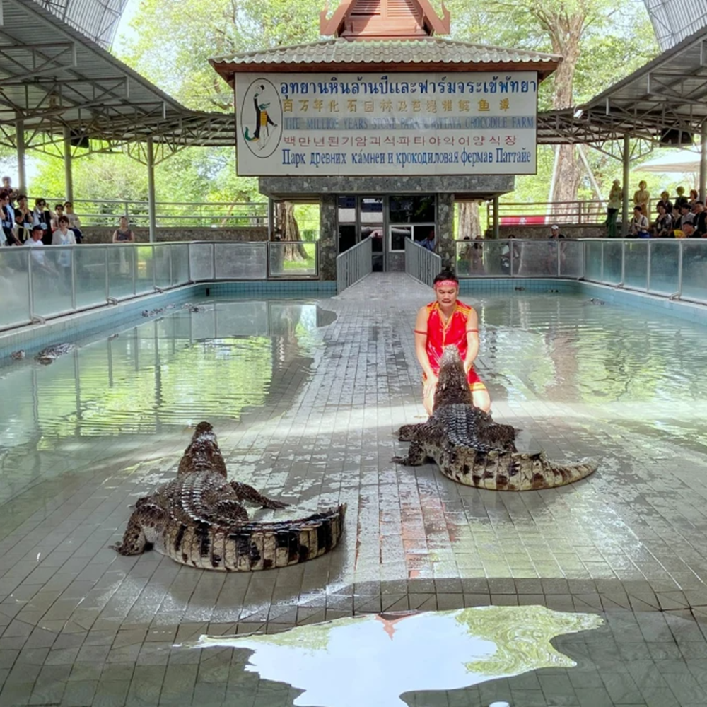 파타야 악어 농장 🐊